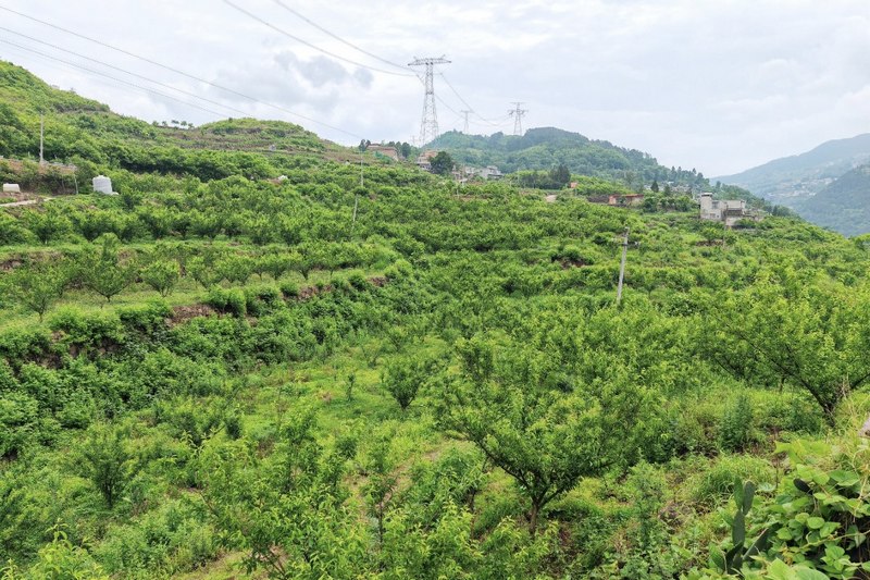 习水：蜂糖李“甜蜜上市” 线上线下产销两旺。