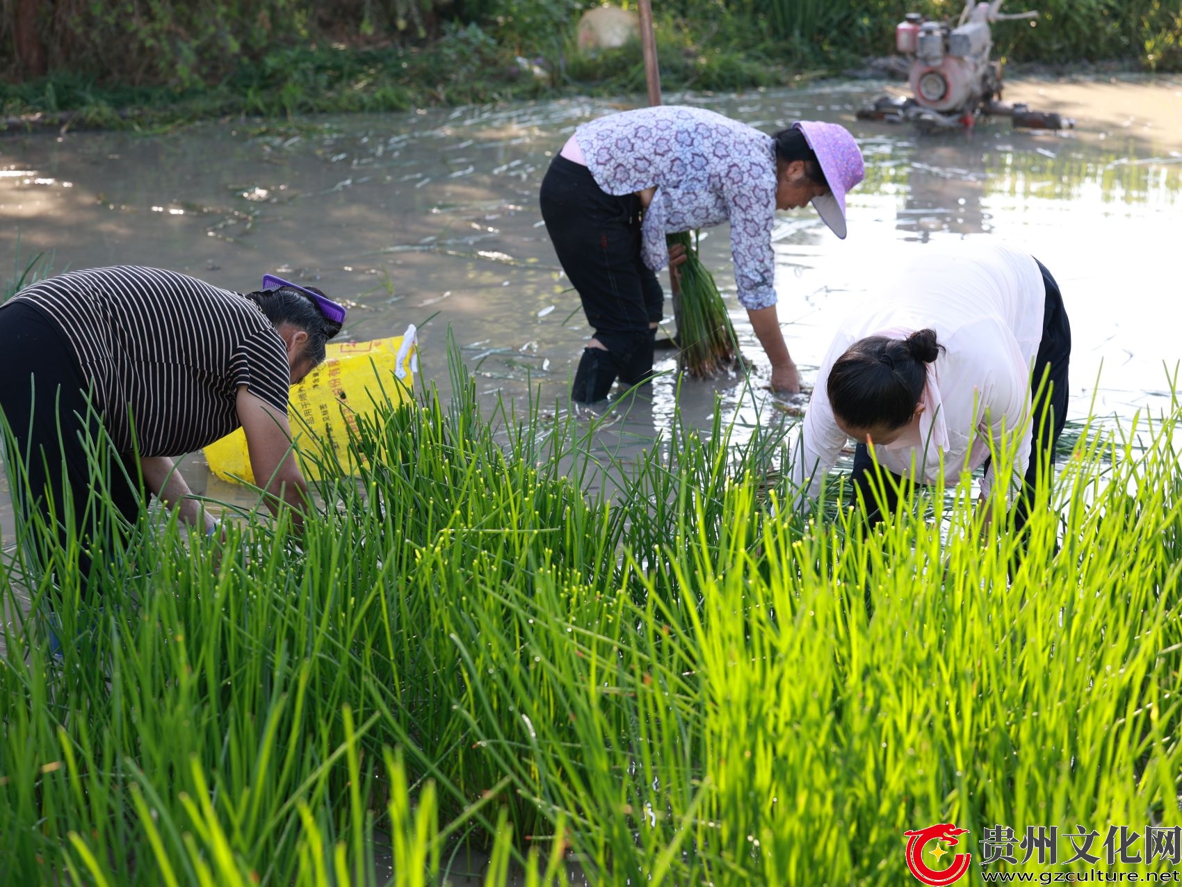 贵州从江：大暑时节劳作忙