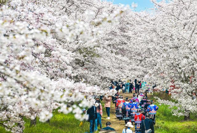 贵州：“繁花”朵朵催热“赏花经济” 助推乡村振兴