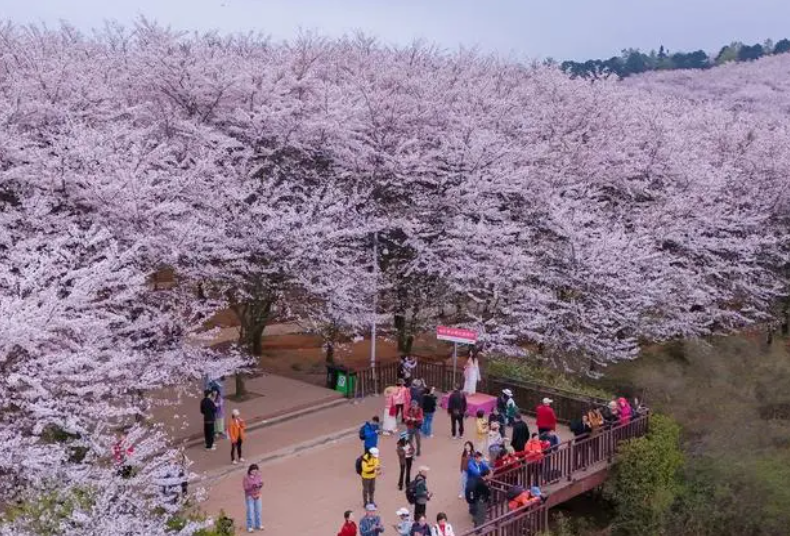 诗与远方倚花绽放 贵州花经济扮靓乡村