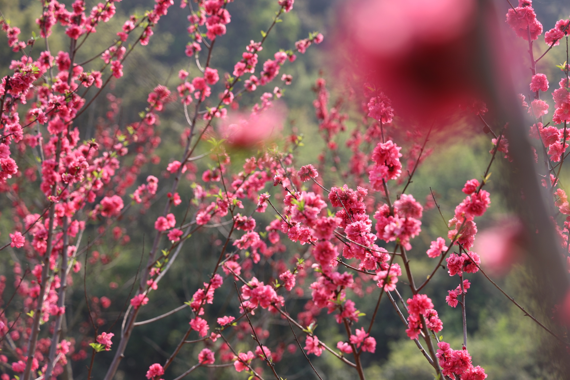 贵州麻江：“花经济”提颜值增产值