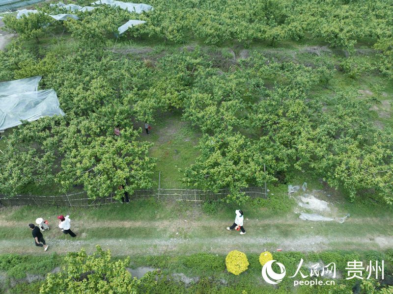 樱桃园吸引众多游客。人民网 龙章榆摄