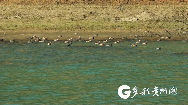 贵州草海首次发现国家II级重点保护鸟类鸳鸯较大种群