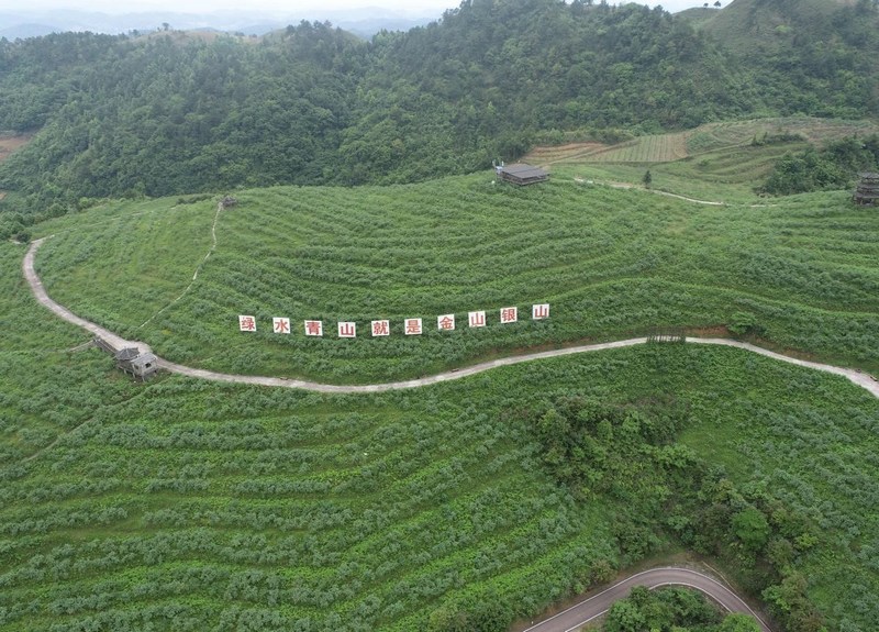 2.蓝莓种植基地。麻江县水务局供图.jpg