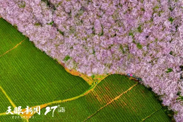 来贵州 上春山｜不负春光乐享多彩贵州 春暖花开“唱”游花漾中国