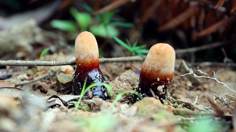 仿野生灵芝破土而出。