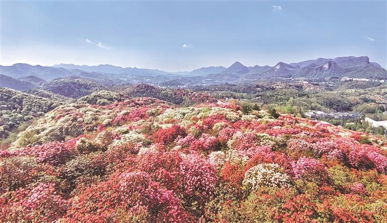 从“花山”到“金山” 百里杜鹃深挖潜力打造高品质旅游区