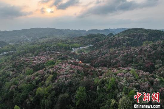 航拍百里杜鹃景区。中新网记者瞿宏伦摄