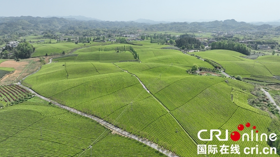 “全国新茶饮供应链中心”签约仪式在贵州湄潭举行