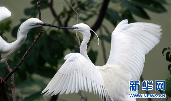 贵州剑河：清水江畔好风光 人鸟和谐共家园