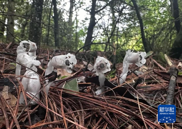 贵州六盘水发现百余株近危级珍稀植物水晶兰