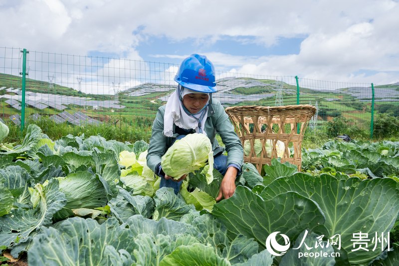 当地农户正在采收光伏板下种植的蔬菜。人民网记者 涂敏摄