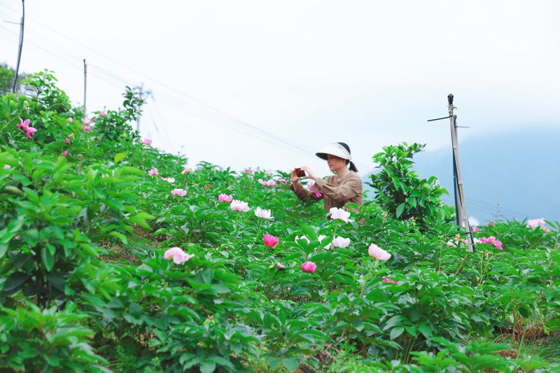 游客慕名前来打卡赏花。