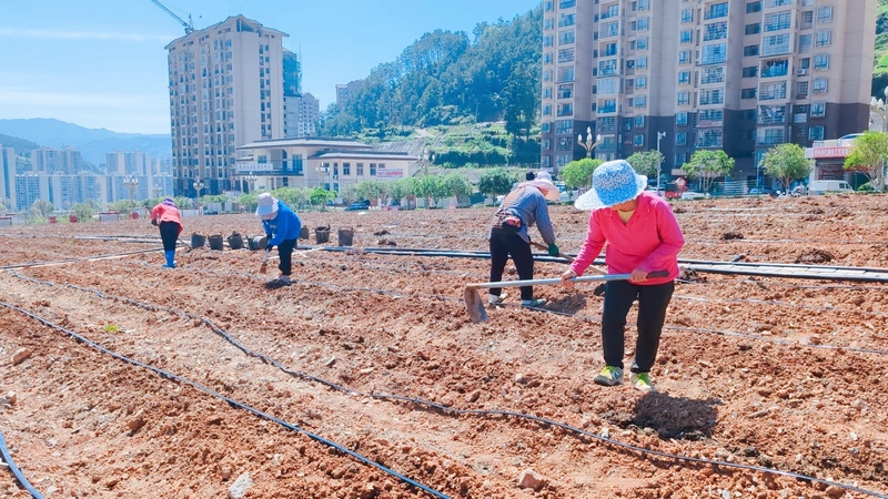 社区两委组织村民练地  为种植作物做准备。