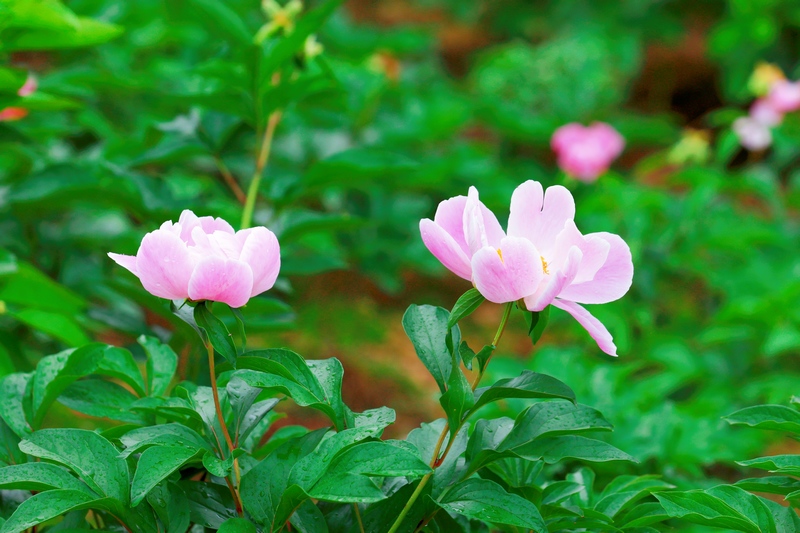 枳壳套种芍药迎来花期。