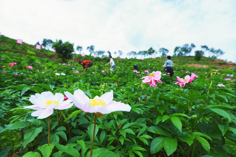 贵州剑河：花开幸福来