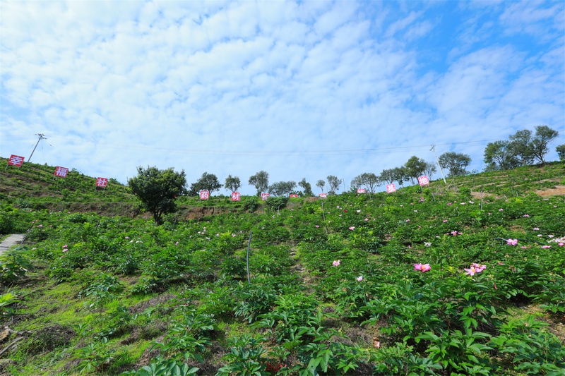 蓝天白云下的幸福社区中药材综合种植基地。