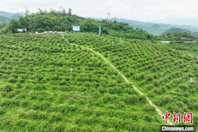 贵州毕节：科技小院助推特色产业发展