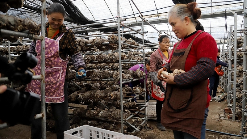 小箐镇岩鹰山村附近的十余名村民正在食用菌基地大棚内棚内娴熟地采摘食用菌 。文俊入摄