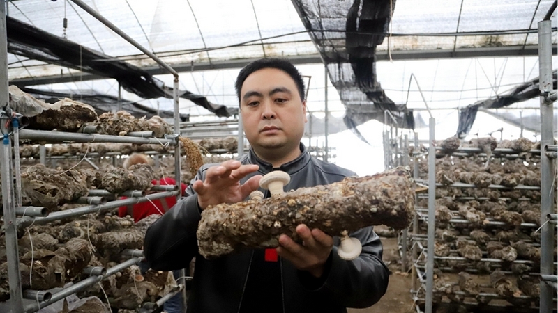 公司负责人邓朝银正在讲解食用菌。文俊入摄