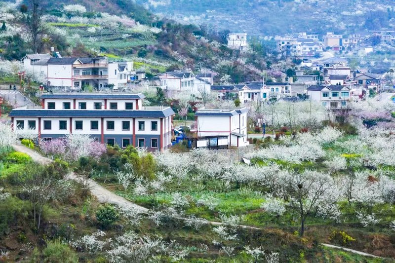 桃李花开，丘林村被层层包裹。丘林村供图.jpg