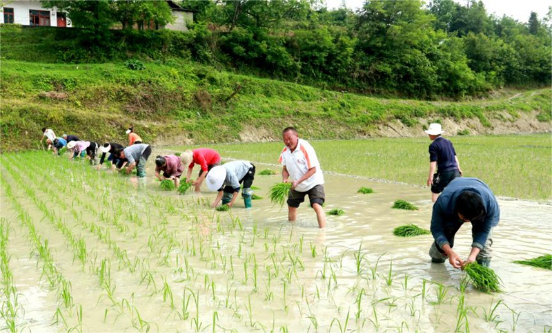 沔山村村民为冉德恩农户插秧场景。罗霜 摄