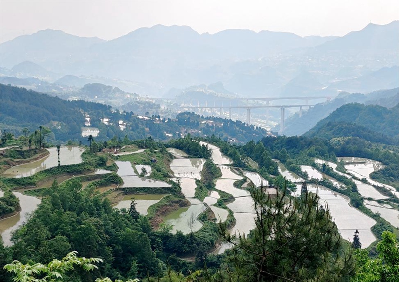 乡村行·看振兴 | 习水县沔山村：梯田如画 稻鱼一家