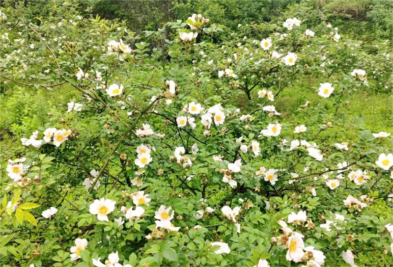 刺梨花开满枝头。