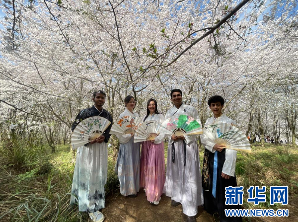 在华留学生领略樱花海里的诗画中国