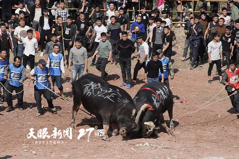 读方志 行贵州｜斗牛相思，交流和情谊绵绵无绝期