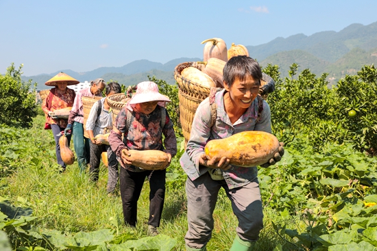 贵州：经济总量迈上2万亿元新台阶 高质量发展成为主旋律_fororder_<a href=//www.hp-dv.com target=_blank class=infotextkey>铜仁</a>河坝镇村民趁着晴好天气抢收南瓜，享受丰收的喜悦 杨文美  2023年.JPG