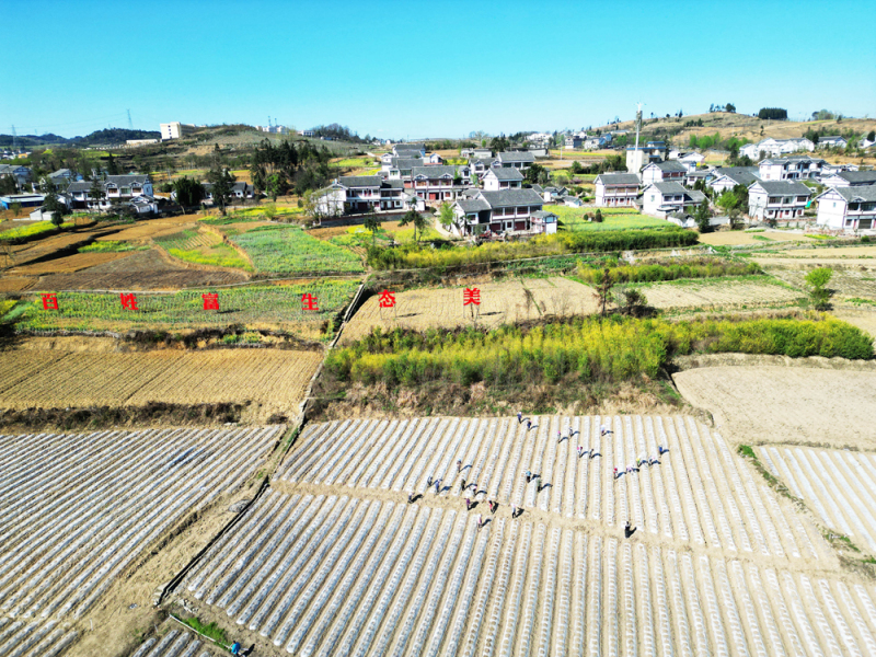 贵州黔西：春日田园农事忙