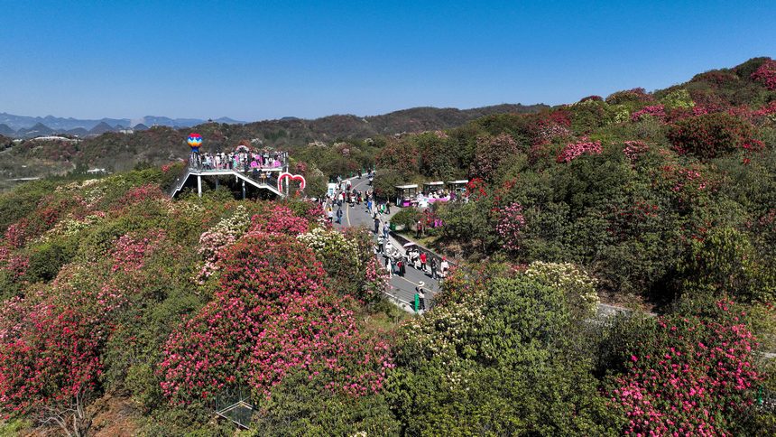 贵州毕节：杜鹃花开游客来