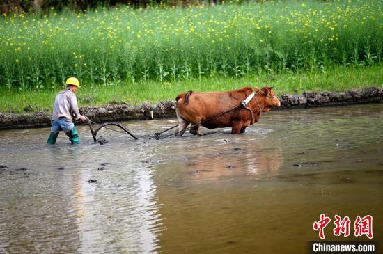 在贵州省锦屏县钟灵乡高寨村，村民在翻犁秧田为水稻播种做足准备。李斌 摄