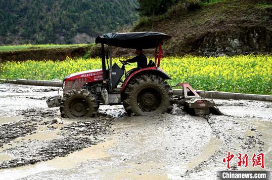 在贵州省锦屏县钟灵乡高寨村，村民在翻犁秧田为水稻播种做足准备。李斌 摄