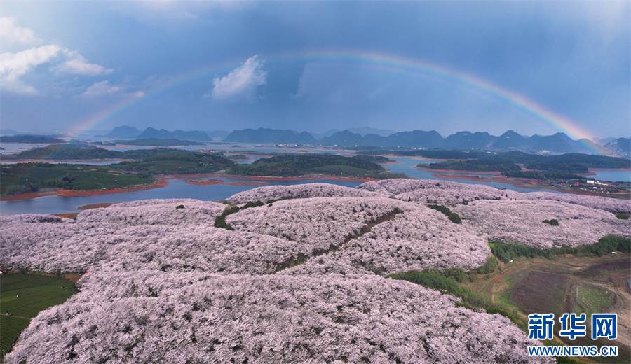 贵阳贵安樱花园：花海与彩虹惊艳同框