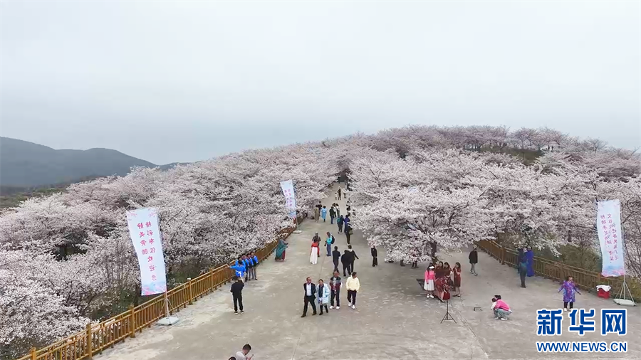 贵州西秀：樱花盛开游客来