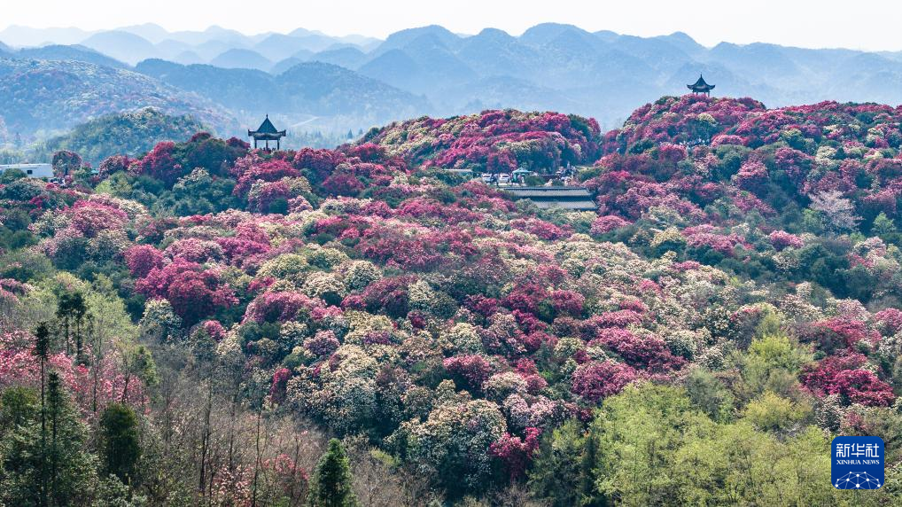 贵州毕节：大地春归 花开锦绣