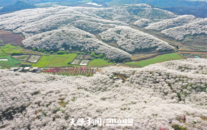 满山遍野尽芳菲 黄腊仙境人流连