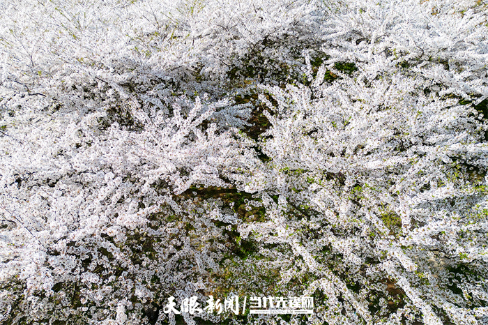 满山遍野尽芳菲 黄腊仙境人流连