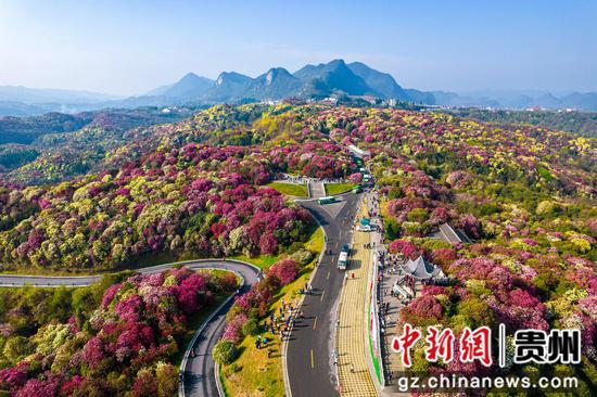 贵州毕节：百里杜鹃次第开 繁花似锦引客来