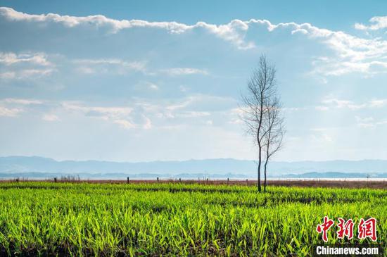 4月1日，图为贵州威宁草海国家级自然保护区美景。唐哲 摄