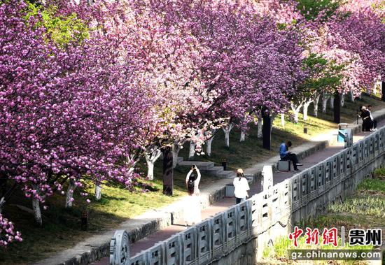 水城河畔樱花盛开。