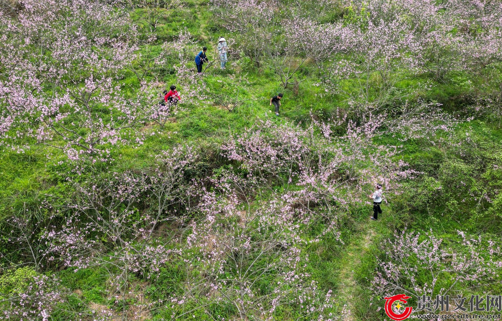 贵州从江：花香引游人