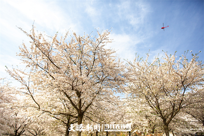 满山遍野尽芳菲 黄腊仙境人流连