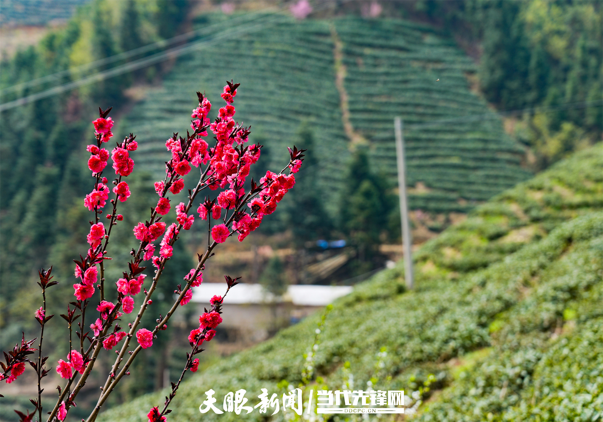 雷山脚尧村：高山茶吐绿，春茶正飘香