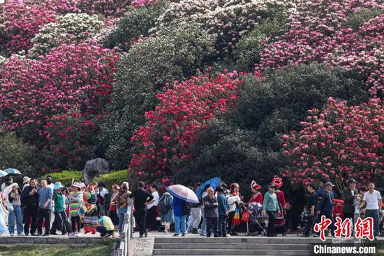 贵州毕节：百里杜鹃景区杜鹃花盛开引游人