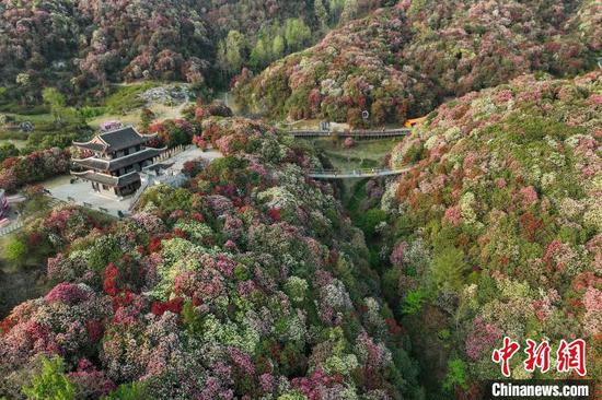 航拍“地球彩带”贵州毕节百里杜鹃景区