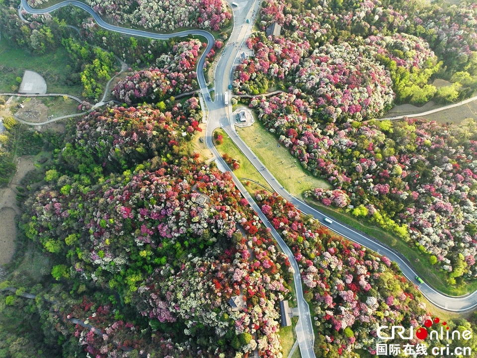 贵州毕节百里杜鹃进入最佳观赏期 到“地球彩带”赏极致浪漫