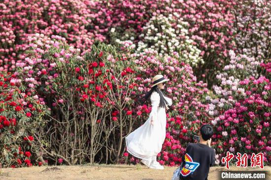 4月3日，游客在百里杜鹃景区打卡。中新网记者 瞿宏伦 摄